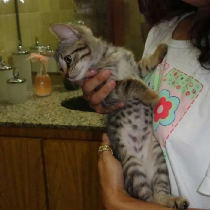 Gato ra a SRD idade 2 a 6 meses nome Maria Fricote