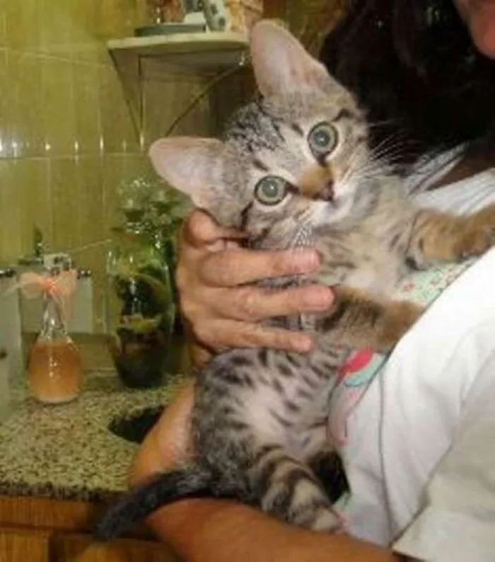 Gato ra a SRD idade 2 a 6 meses nome Maria Fricote