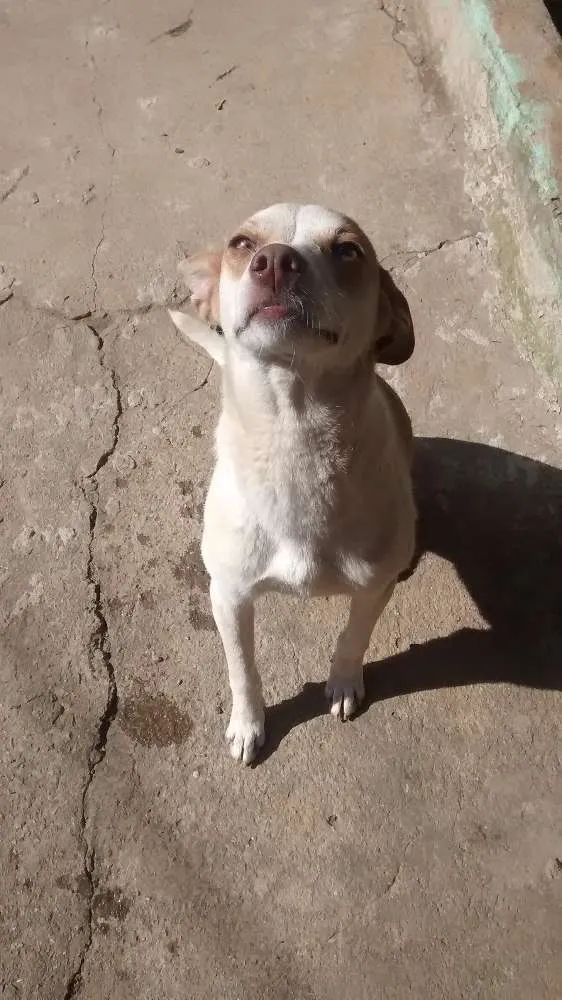 Cachorro raça SRD idade 1 ano nome Pipoca