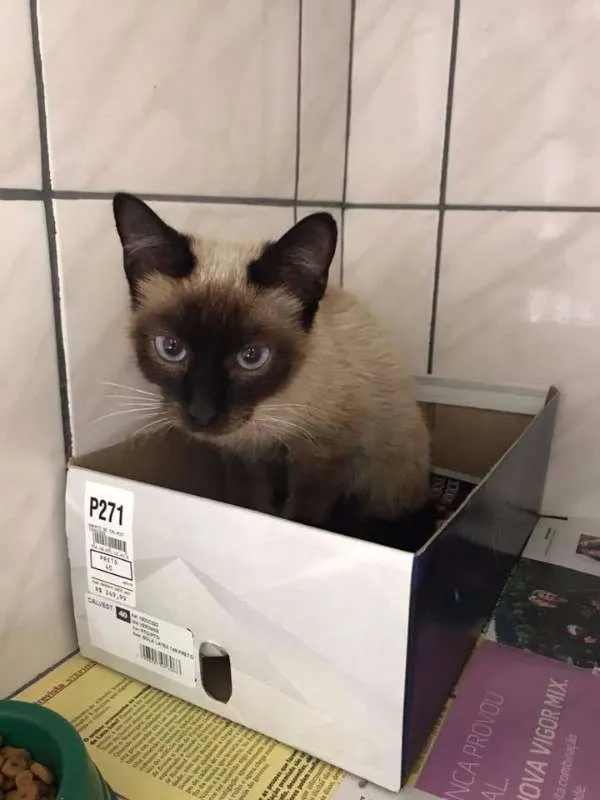 Gato ra a Siamês idade 7 a 11 meses nome Gatinha