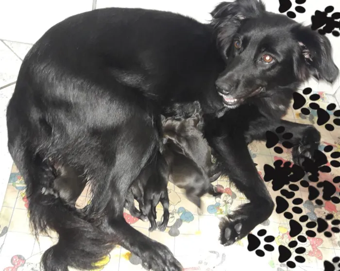 Cachorro ra a Srd  idade 2 a 6 meses nome SEM NOME AINDA 