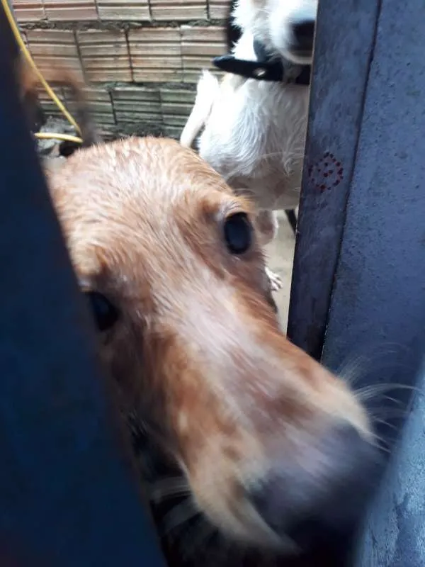Cachorro raça vira lata idade 1 ano nome megg