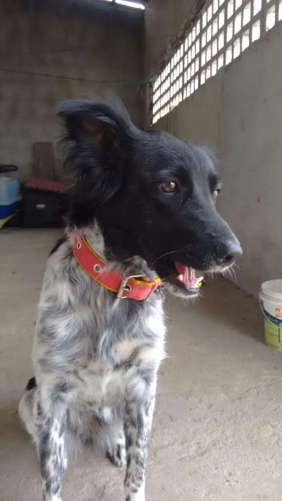Cachorro raça Raciado com Dalmata idade 7 a 11 meses nome Hayka