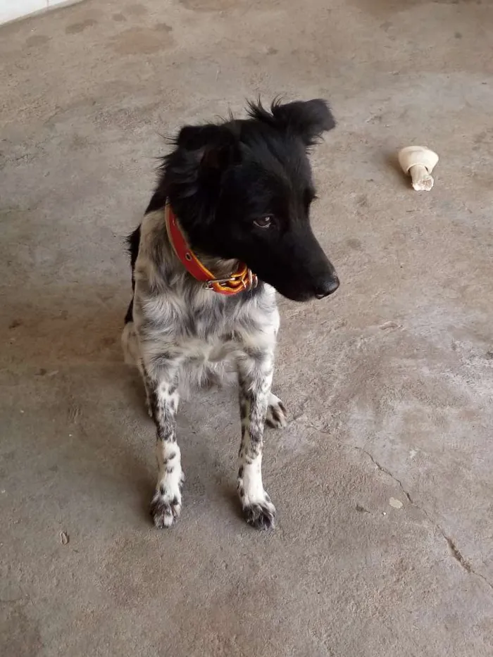 Cachorro raça Raciado com Dalmata idade 7 a 11 meses nome Hayka