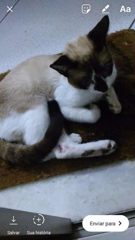 Gato raça Siamês idade 1 ano nome Pepeu