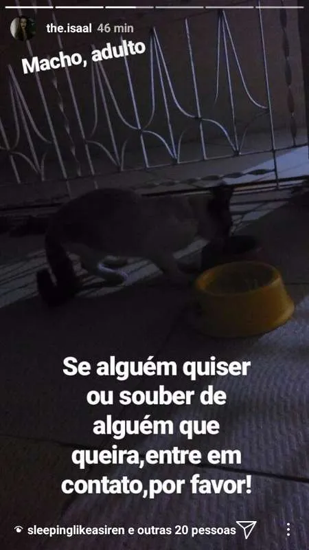 Gato raça Siamês idade 1 ano nome Pepeu