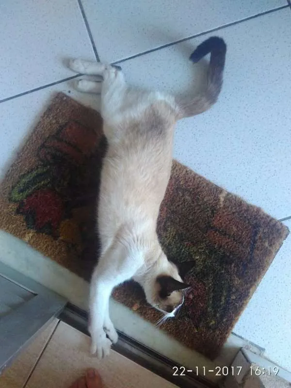 Gato raça Siamês idade 1 ano nome Pepeu
