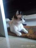 Pepeu