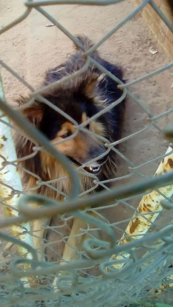 Cachorro ra a Moveleiro com policial idade 2 a 6 meses nome Bidu