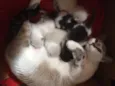 GATO