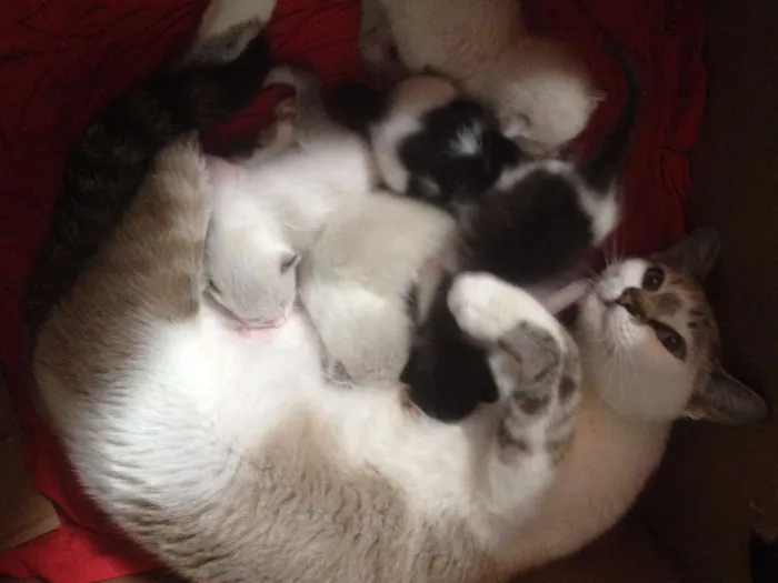 Gato ra a  idade Abaixo de 2 meses nome GATO