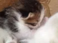 GATO