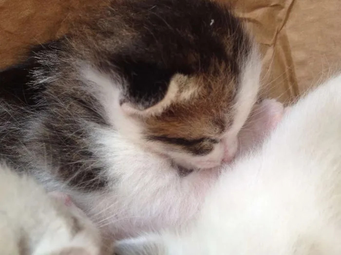 Gato ra a  idade Abaixo de 2 meses nome GATO