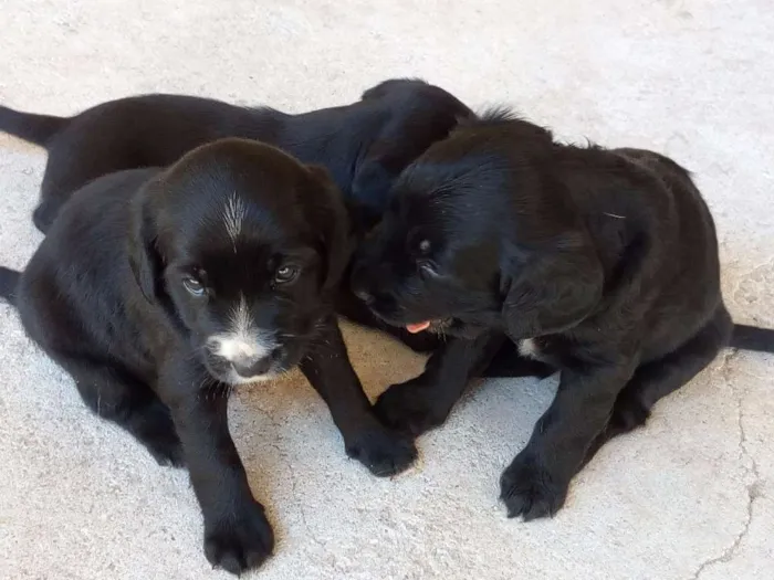 Cachorro ra a Vira Lata idade Abaixo de 2 meses nome Flip, Flop e Flup