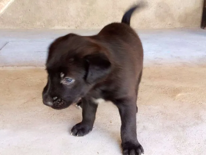 Cachorro ra a Vira Lata idade Abaixo de 2 meses nome Flip, Flop e Flup