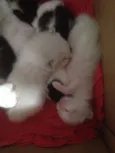 Gatinho