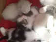Gatinho