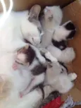 Gatinho
