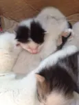 Gatinho