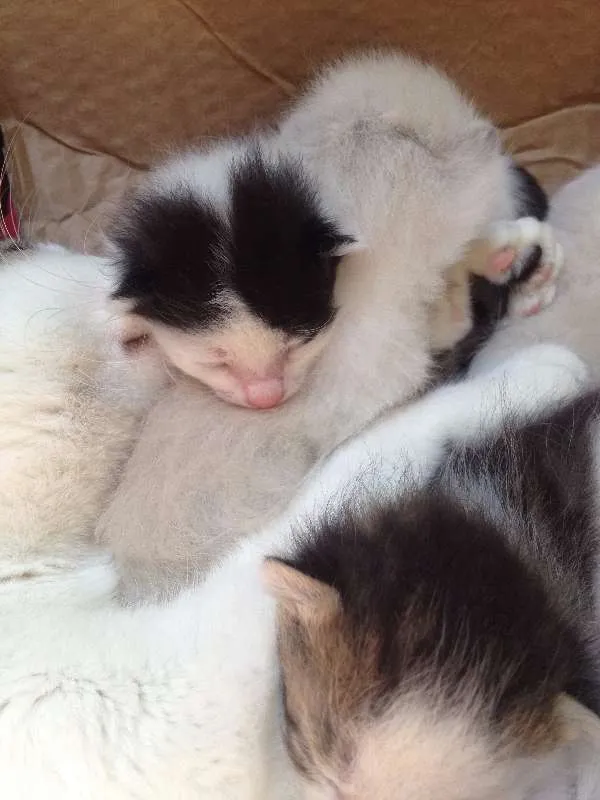 Gato ra a  idade Abaixo de 2 meses nome Gatinho
