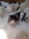 Gatinho