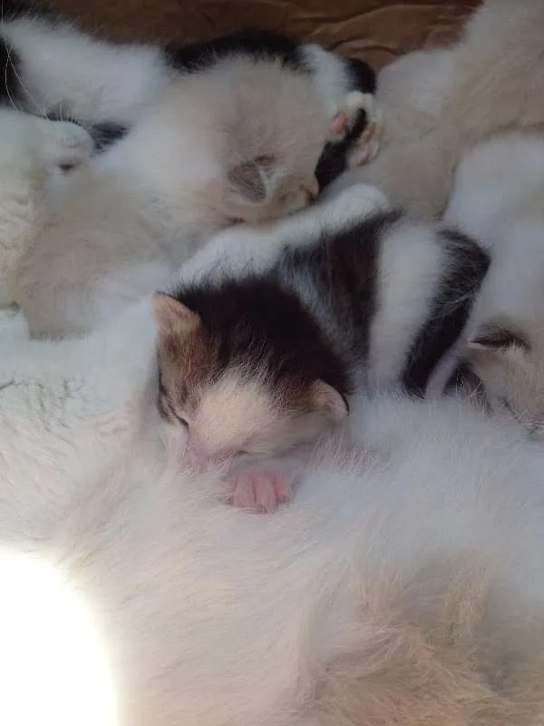 Gato ra a  idade Abaixo de 2 meses nome Gatinho