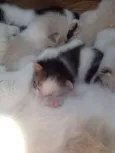 Gatinho