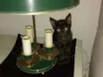 Lua e Ludovico
