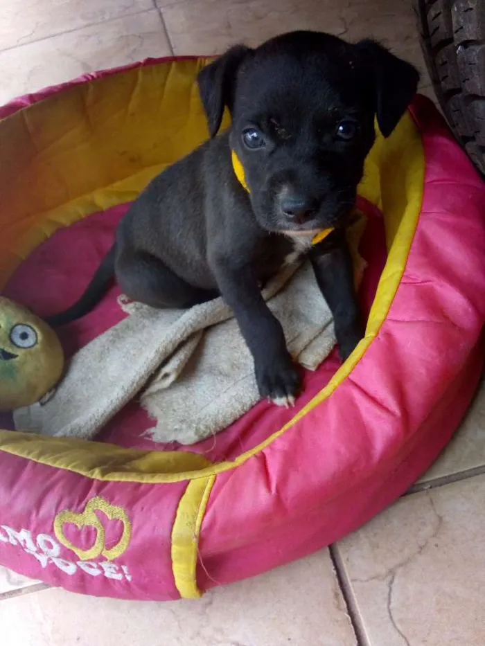 Cachorro ra a Viralata  idade Abaixo de 2 meses nome Bobby 