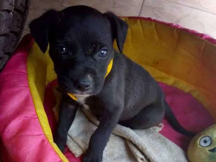 Cachorro ra a Viralata  idade Abaixo de 2 meses nome Bobby 