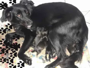 Cachorro raça Srd  idade 2 a 6 meses nome SEM NOME AINDA 