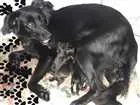 Cachorro raça Srd  idade 2 a 6 meses nome SEM NOME AINDA 