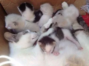 Gato raça  idade Abaixo de 2 meses nome Gatinho