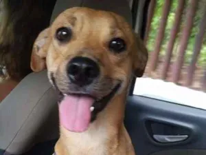 Cachorro raça SRD idade 1 ano nome sherlock