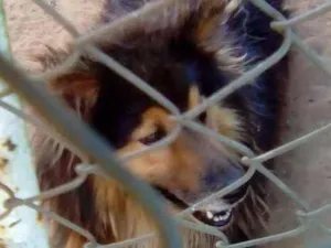 Cachorro raça Moveleiro com policial idade 2 a 6 meses nome Bidu