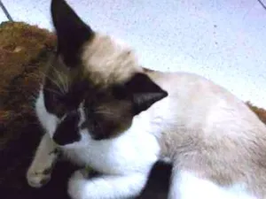 Gato raça Siamês idade 1 ano nome Pepeu