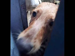 Cachorro raça vira lata idade 1 ano nome megg