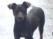 Cachorro ra a Mestiça Viralata com Pit Bull idade 1 ano nome Lilica