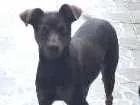Cachorro raça Mestiça Viralata com Pit Bull idade 1 ano nome Lilica