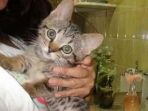 Gato raça SRD idade 2 a 6 meses nome Maria Fricote