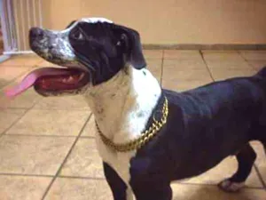 Cachorro raça American Bully idade 2 a 6 meses nome Bummer