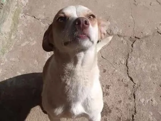 Cachorro raça SRD idade 1 ano nome Pipoca