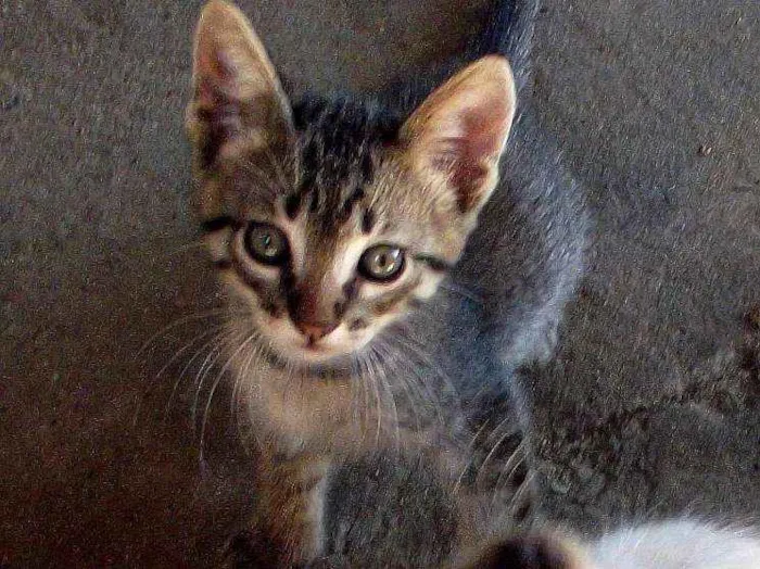 Gato ra a sem raça idade 2 a 6 meses nome neguinha, panda, nev