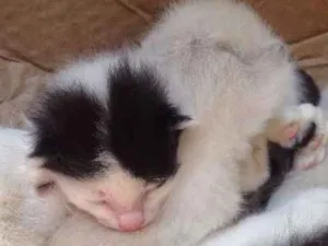 Gato raça  idade Abaixo de 2 meses nome GATO