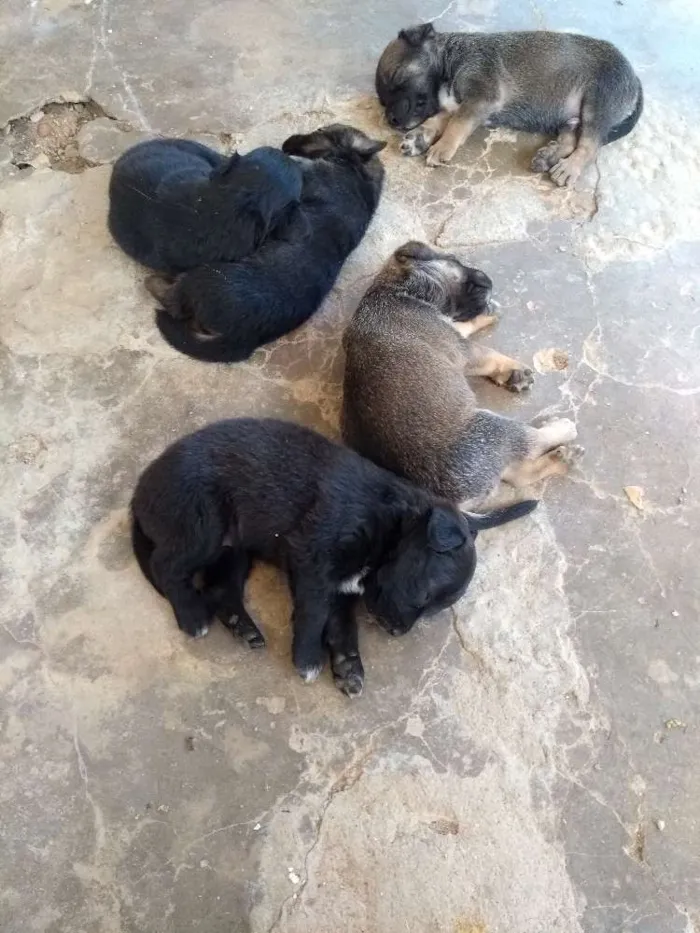 Cachorro ra a Srd idade Abaixo de 2 meses nome Filhotes