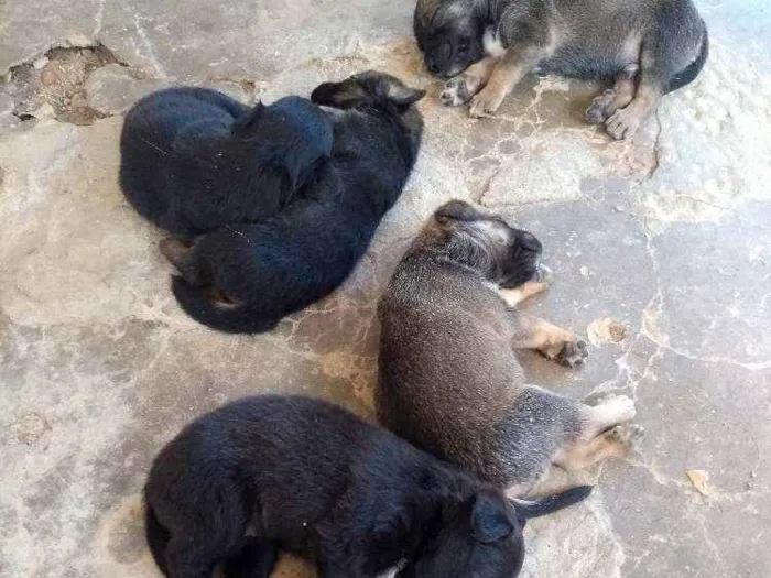 Cachorro ra a Srd idade Abaixo de 2 meses nome Filhotes