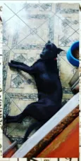 Cachorro raça Vira Lata SRD idade 7 a 11 meses nome Bambam