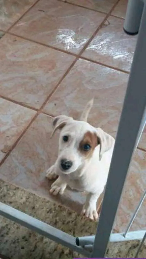 Cachorro raça Viralata idade 2 a 6 meses nome Penélope 