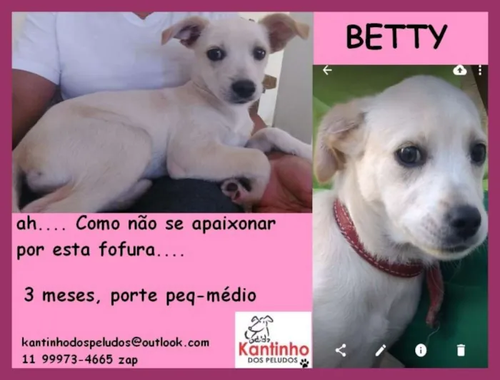 Cachorro ra a  idade 2 a 6 meses nome Betty Filhote