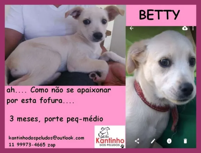 Cachorro ra a idade 2 a 6 meses nome Betty Filhote